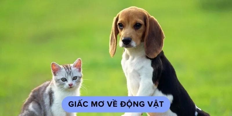 giấc mơ thường gặp và con số may mắn